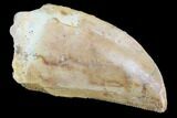 Serrated, Carcharodontosaurus Tooth - Morocco #93198-1